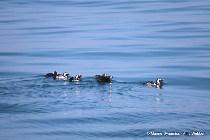 African penguins, South Africa