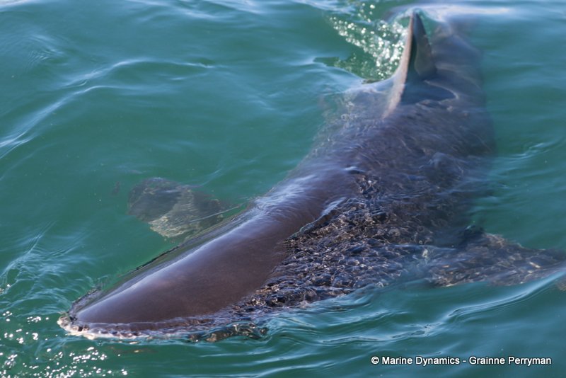 Bronze whaler shark, Shark Cage Diving, South Africa