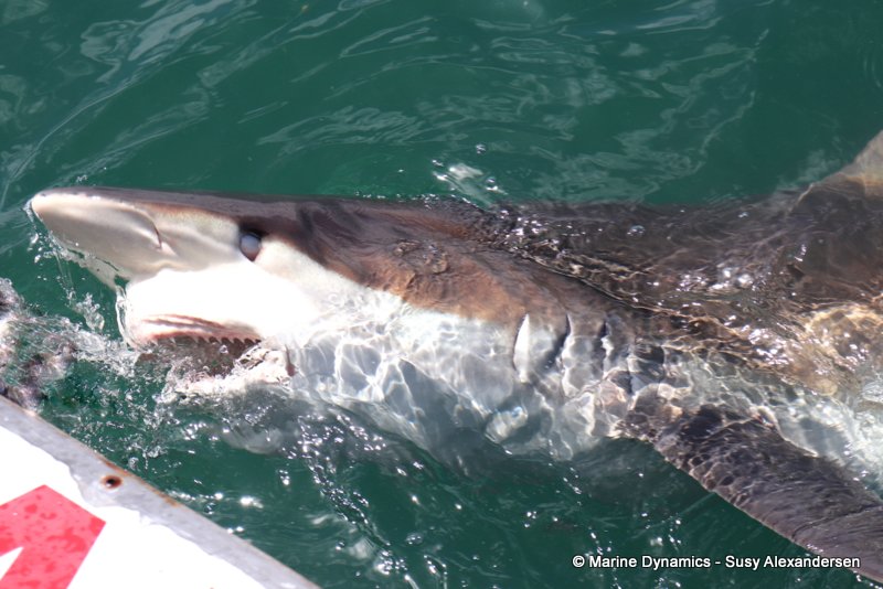 Bronze whaler sharks, South Africa