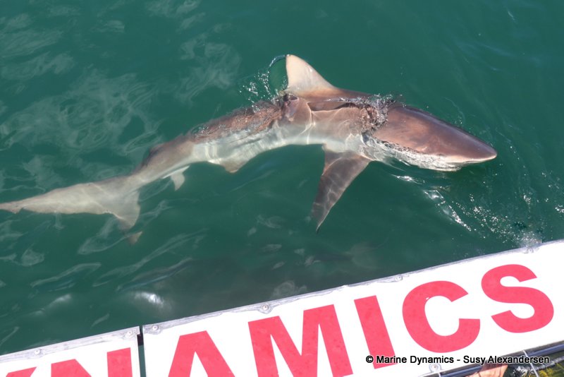 Bronze whaler sharks, South Africa