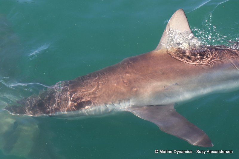Bronze whaler sharks, South Africa