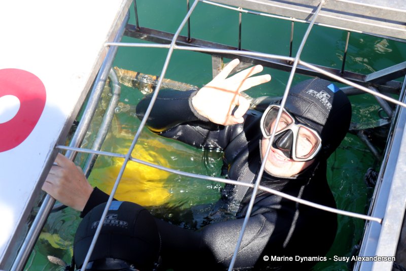 Shark cage diving, south africa
