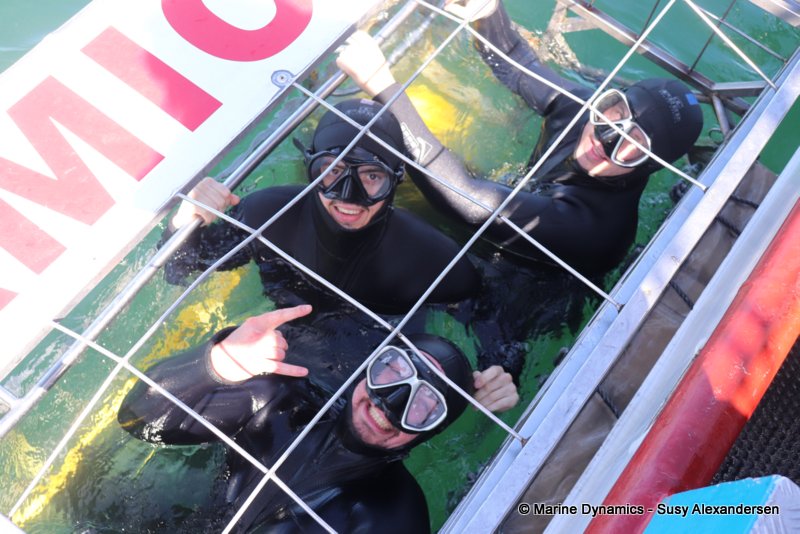 Shark cage diving, south africa