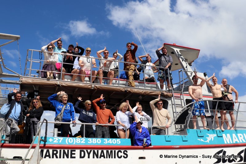 Shark cage diving, south africa