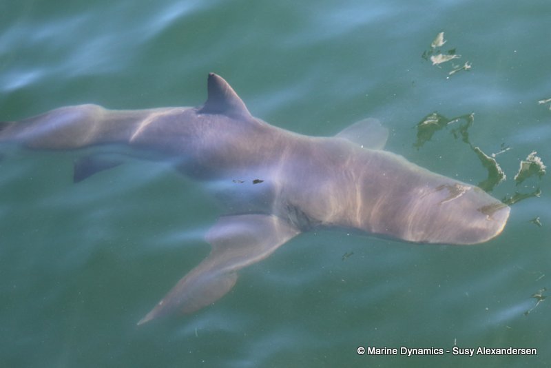 Bronze whaler shark, South Africa