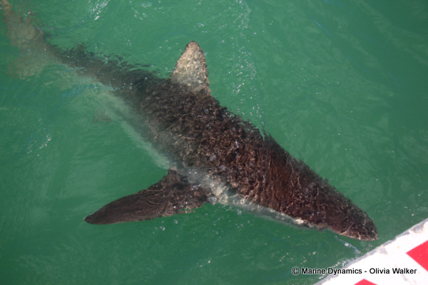 Bronze Whaler Sharks