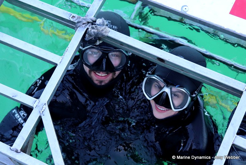 Shark Cage Diving, South Africa