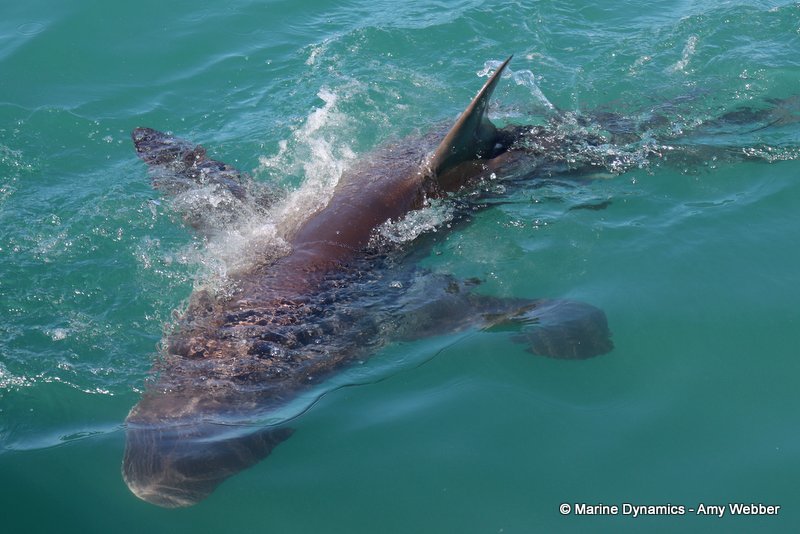 Bronze whaler shark, South Africa