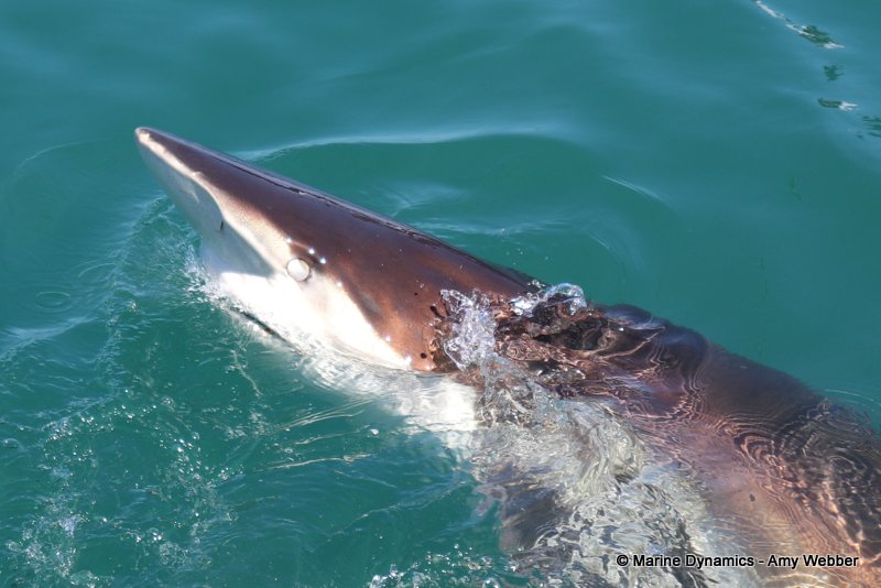 Bronze whaler shark, South Africa