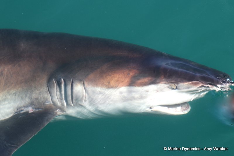 Bronze whaler shark, South Africa