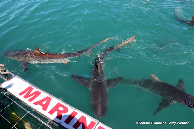 Bronze whaler shark, South Africa