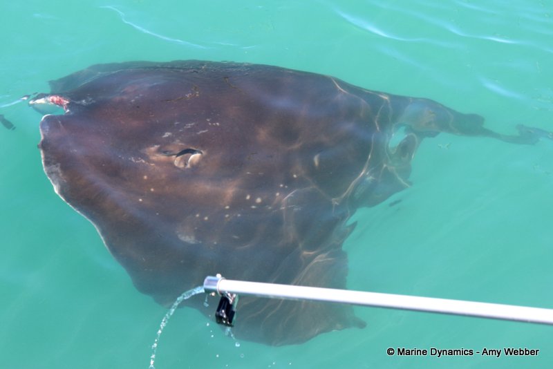 Short-tail stingray, South Africa