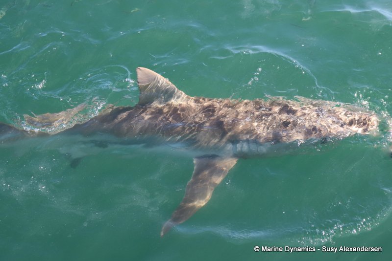 Bronze whaler shark, South Africa