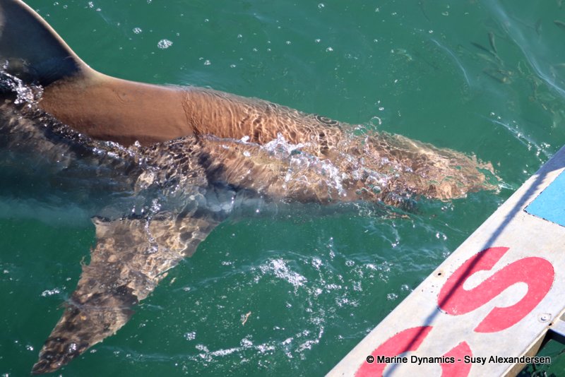 Bronze whaler shark, South Africa