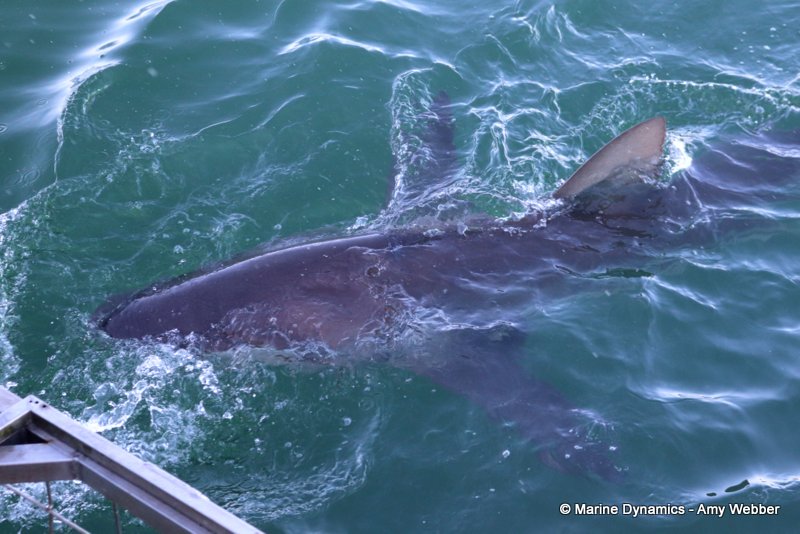 Bronze whaler shark, South Africa