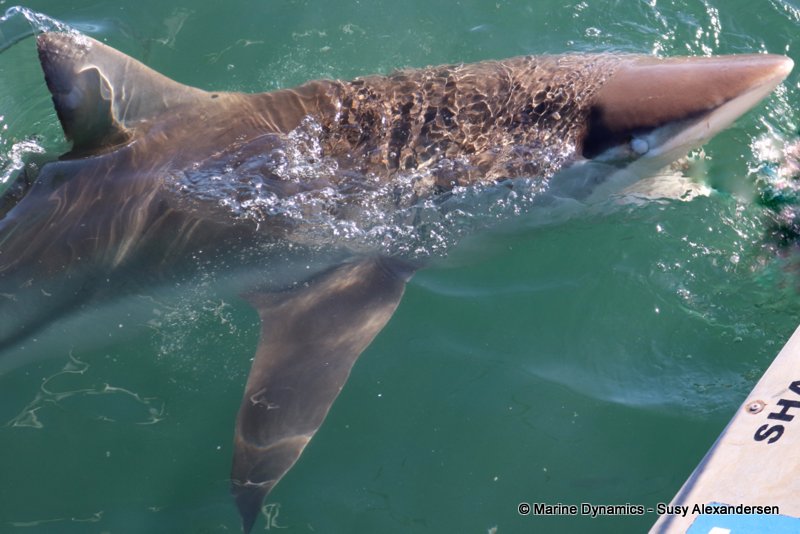 Bronze whaler shark, South Africa