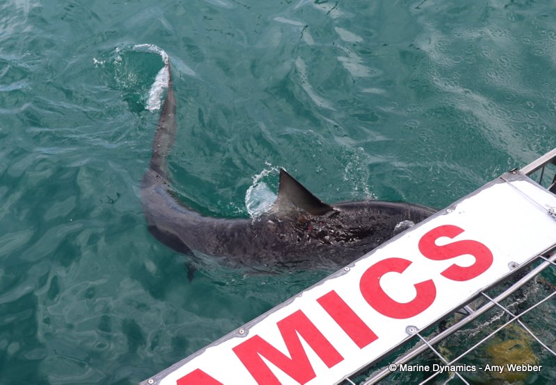 Bronze whaler shark, South Africa