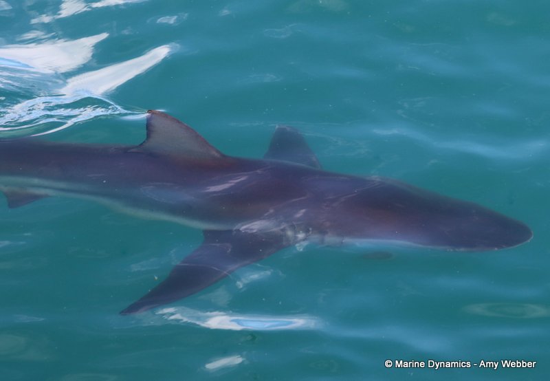 Bronze whaler shark, South Africa