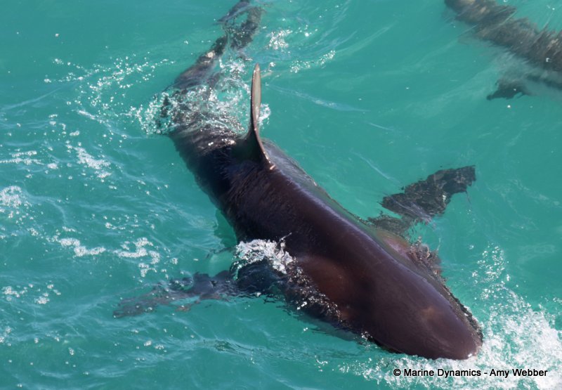 Bronze whaler shark, South Africa