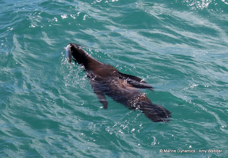 Cape fur seal, South Africa