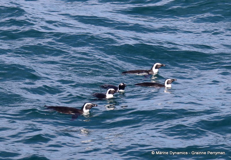 African penguins, South Africa