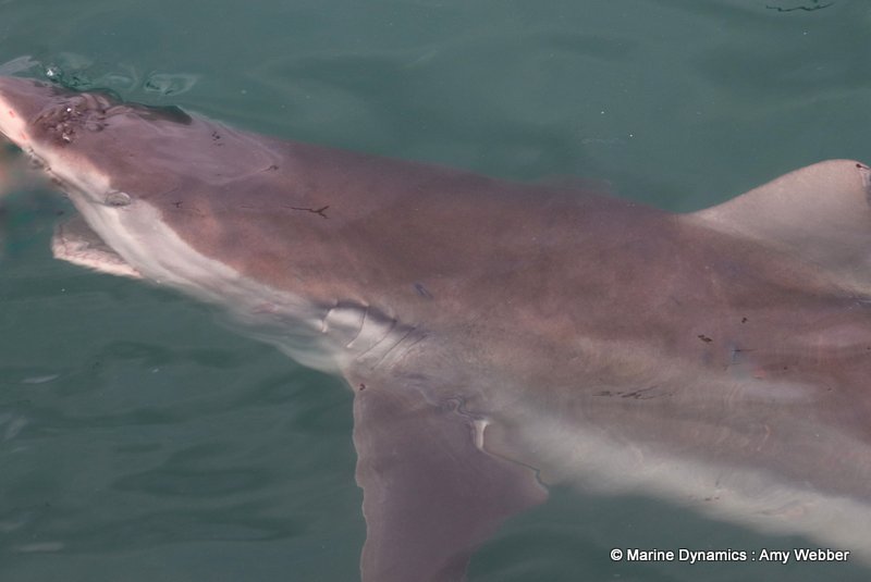Bronze whaler sharks, South african