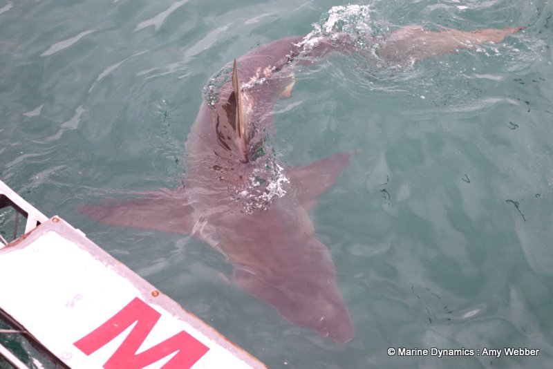 Bronze whaler shark, South Africa