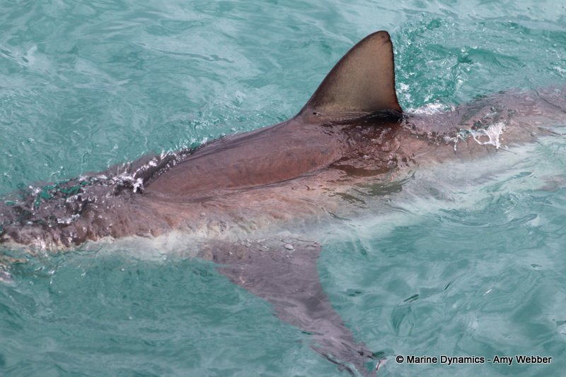 Bronze whaler shark, South Africa