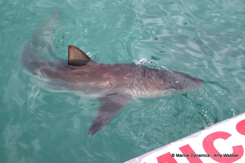 Bronze whaler shark, South Africa