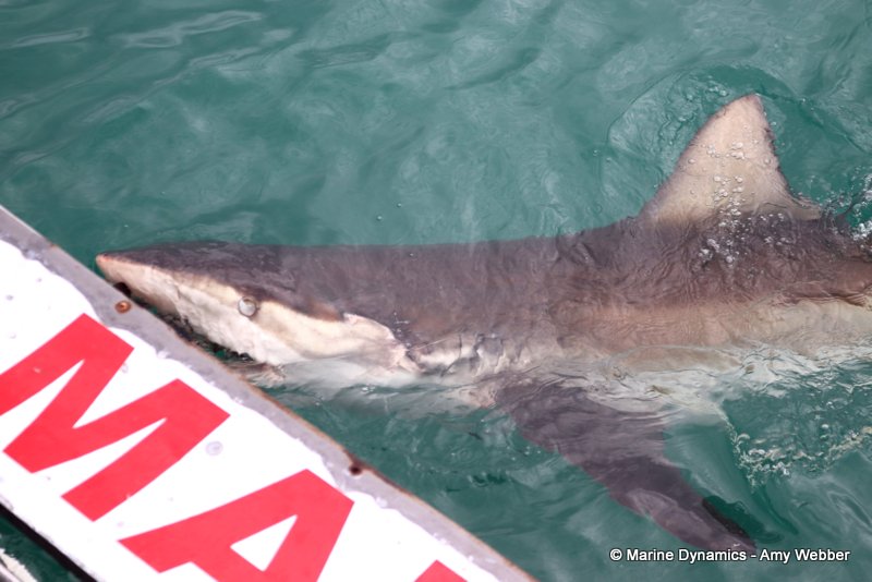 Bronze whaler shark, South Africa