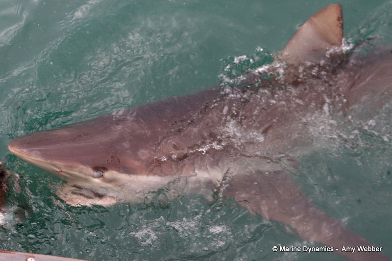 Bronze whaler shark, South Africa
