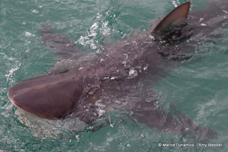 Bronze whaler shark, South Africa