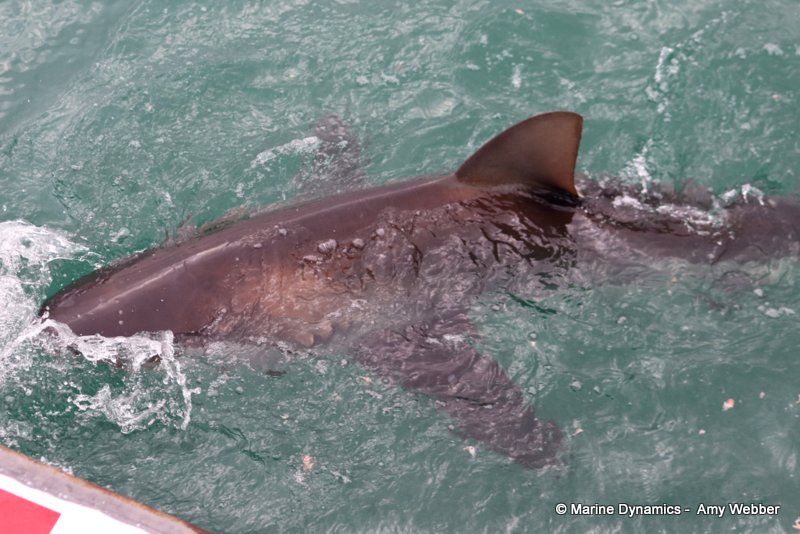 Bronze whaler shark, South Africa