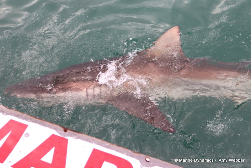 Bronze whaler shark, South Africa