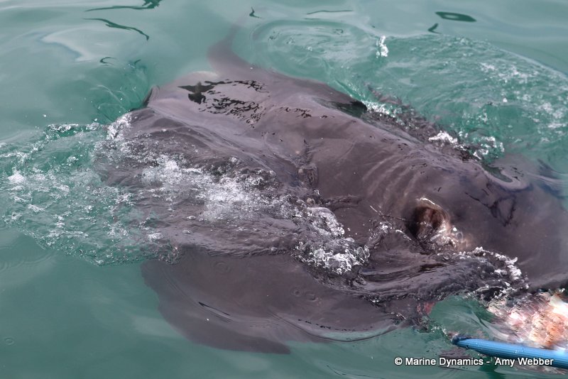 Short tail stingray, South Africa