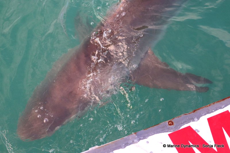 Shark Cage Diving, South Africa, Bronze whaler shark