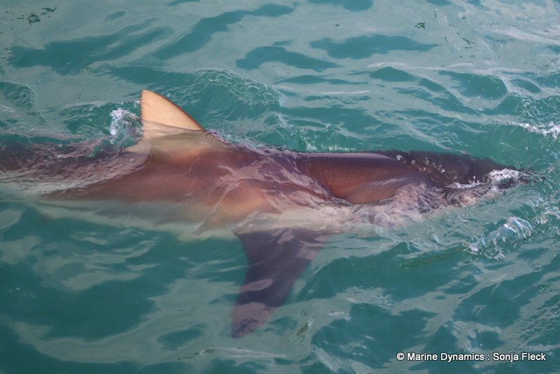 Shark Cage Diving, South Africa, Bronze whaler shark