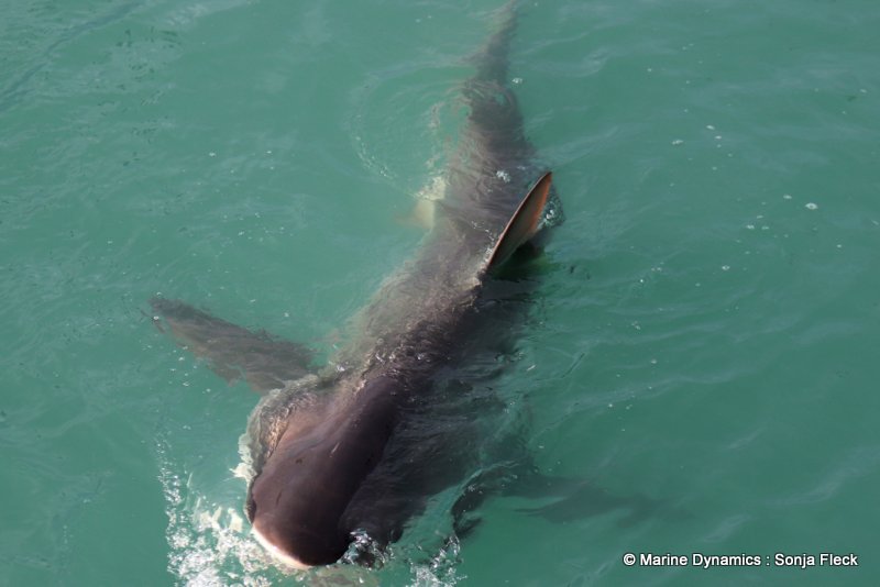 Shark Cage Diving, South Africa, Bronze whaler shark