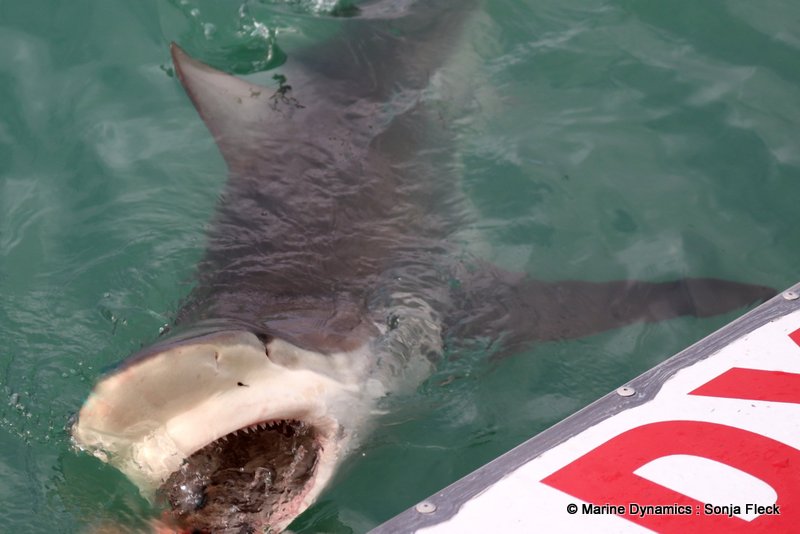 Shark Cage Diving, South Africa, Bronze whaler shark