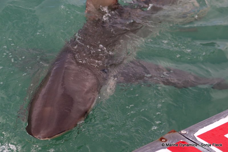 Shark Cage Diving, South Africa, Bronze whaler shark