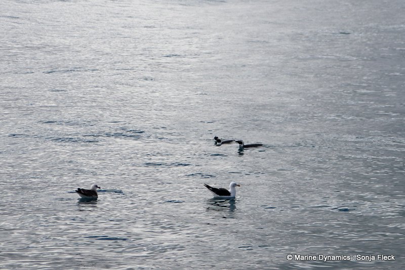 Shark Cage Diving, South Africa, African Penguins