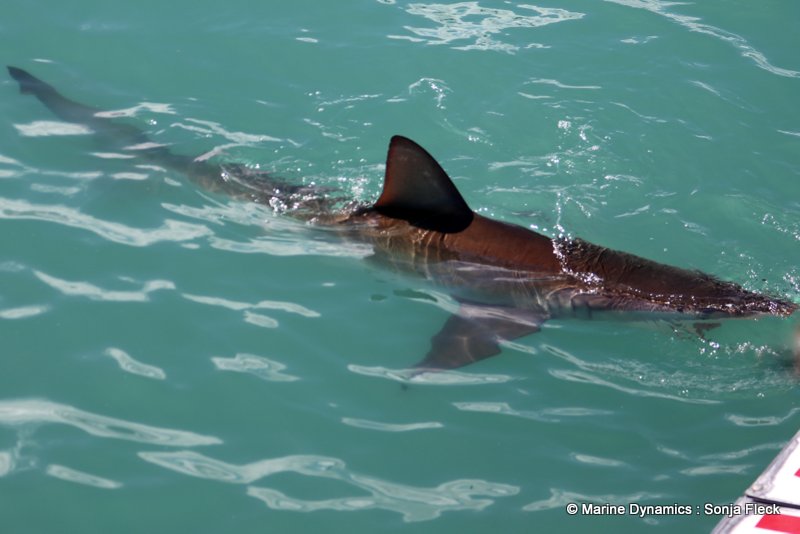 Shark Cage Diving, South Africa, Bronze whaler shark