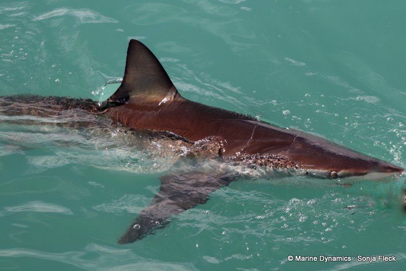 Shark Cage Diving, South Africa, Bronze whaler shark