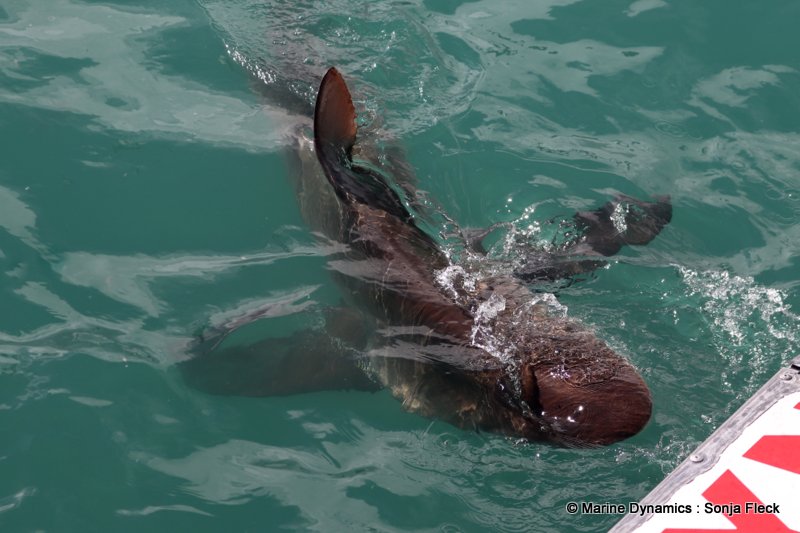 Shark Cage Diving, South Africa, Bronze whaler shark