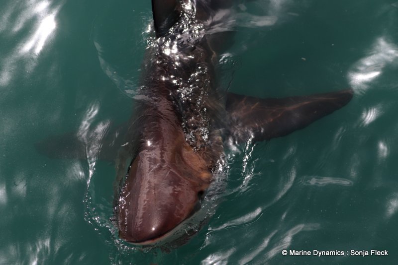 Shark Cage Diving, South Africa, Bronze whaler shark