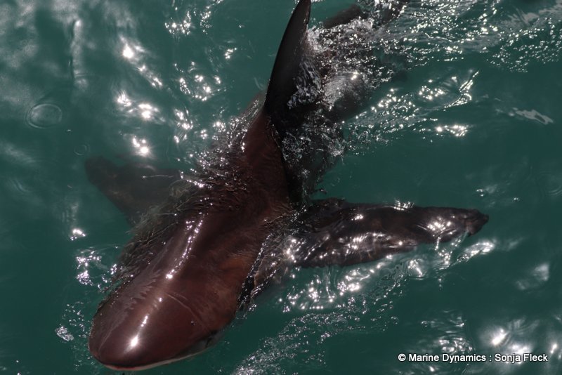 Shark Cage Diving, South Africa, Bronze whaler shark