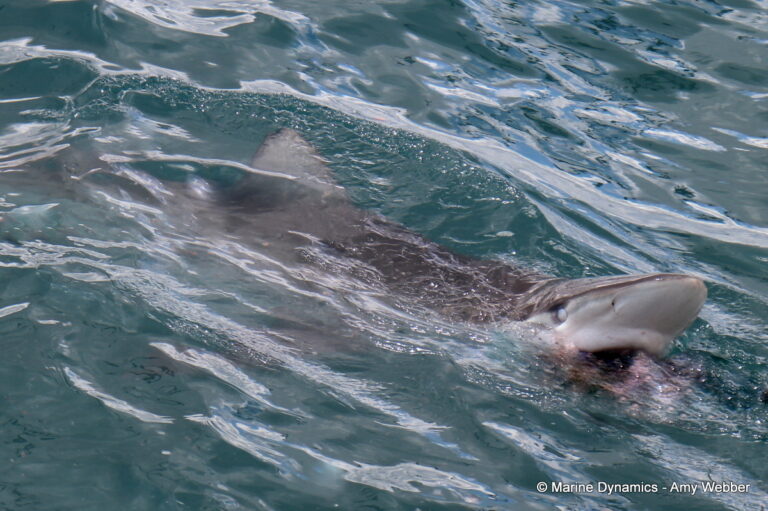 Shark cage diving, South Africa