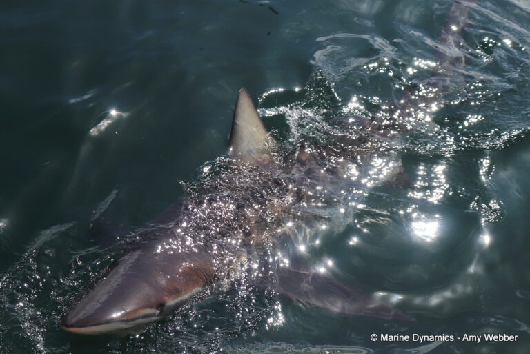 Shark cage diving, South Africa