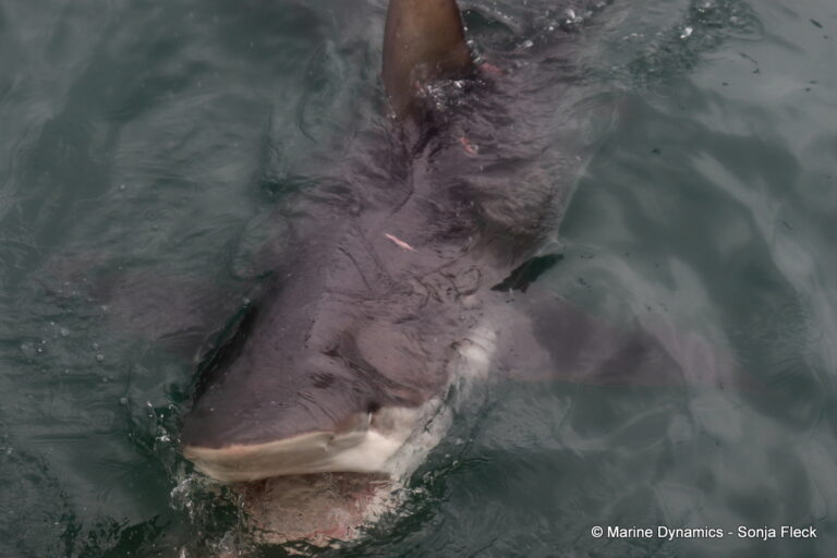 Shark cage diving, South Africa, Bronze whaler shark