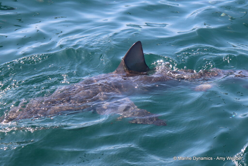 Shark cage diving, South Africa